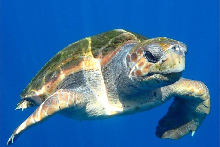 カメとイルカウォッチング カヤックとシュノーケリングツアー