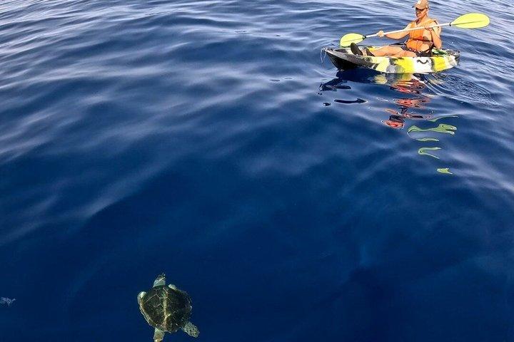 カメとイルカウォッチング カヤックとシュノーケリングツアー