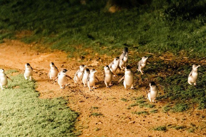 メルボルン発フィリップ島ペンギンパレード＆野生動物ツアー