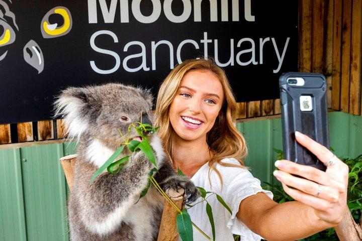 Phillip Island Penguin Parade & Wildlife Tour desde Melbourne
