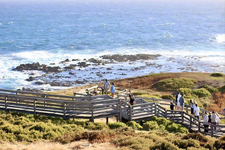 メルボルン発フィリップ島ペンギンパレード＆野生動物ツアー