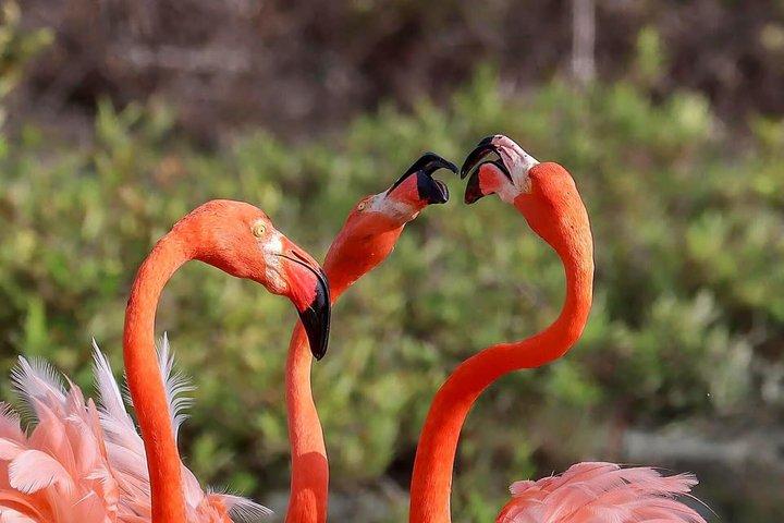 Tour privado en Bonaire - Todos los lugares destacados, lugares escondidos y almuerzo