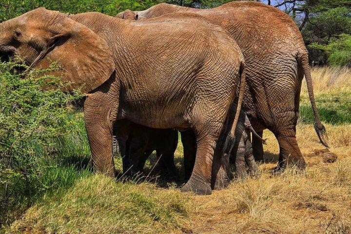 Esplora i Big Five Safari privati del Kenya