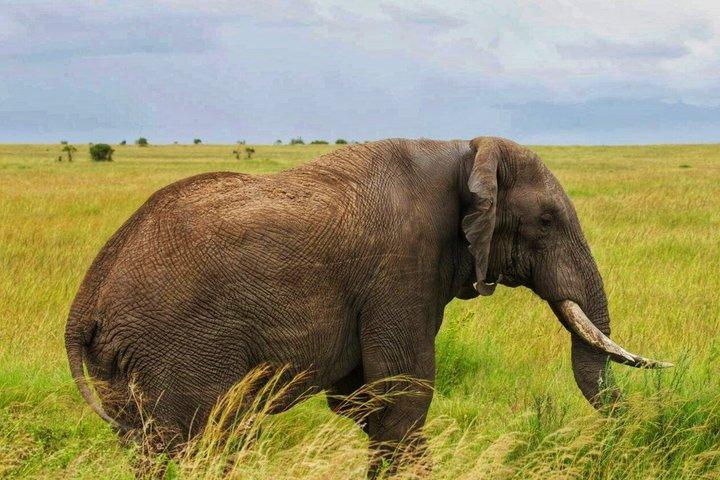 Esplora i Big Five Safari privati del Kenya