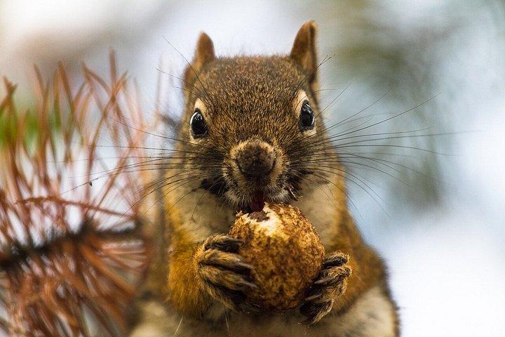 モンバサ発ツァボ東国立公園日帰りツアー
