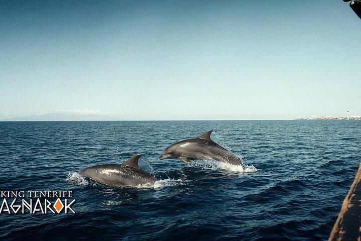 テネリフェのクジラウォッチングクルーズ（水泳ストップ付き）