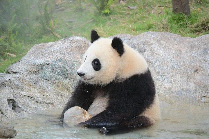 4 dages privat tur til alle højdepunkter i Chengdu og omegn