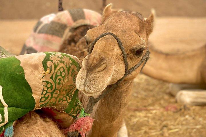 マラケシュ：アガファイ砂漠クワッド、サンセットラクダ乗り、ディナーショー