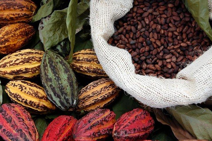 Chocolate Tasting tour