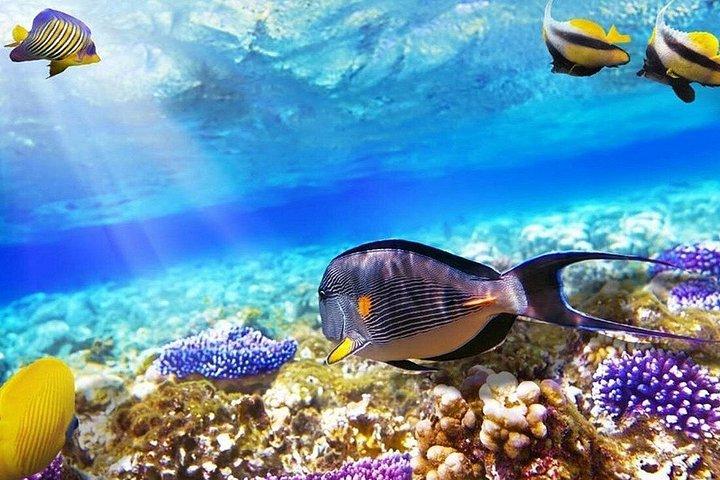 Orange Bay Snorkeling with Lunch