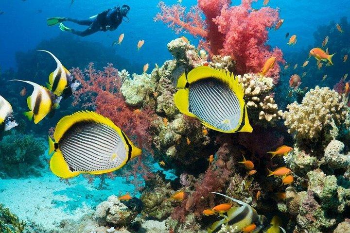 Buceo de día completo en Hurghada