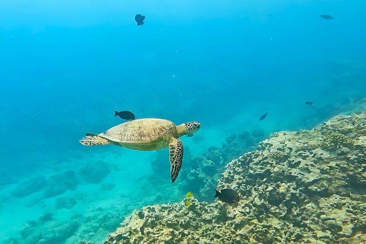 Snorkelen Avontuur bij Turtle Canyon