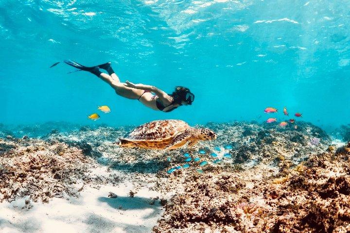 Snorkeling Adventure at Turtle Canyon