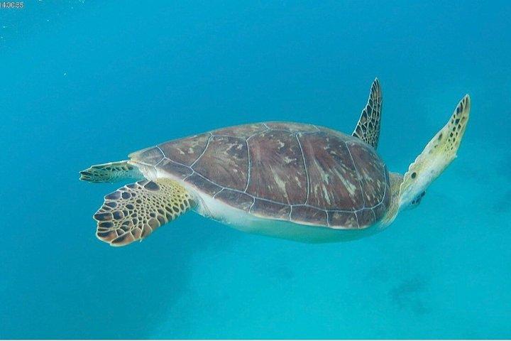 Sea Turtle snorkeltur