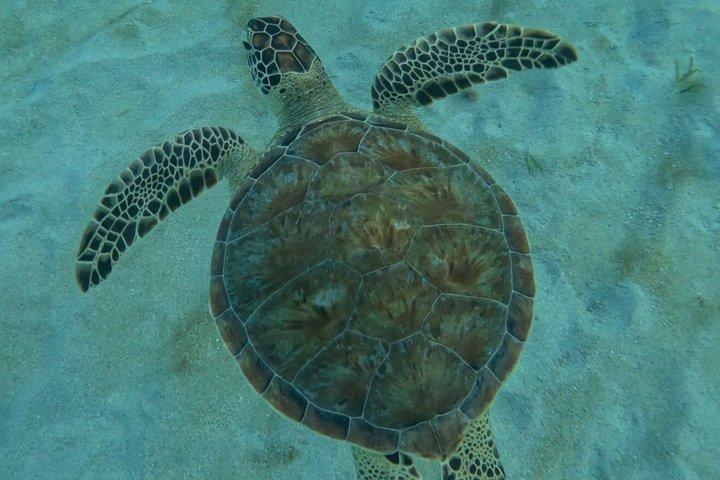 Sea Turtle snorkeltur
