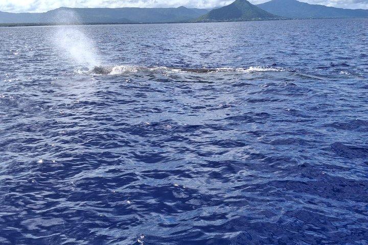 Whale watching