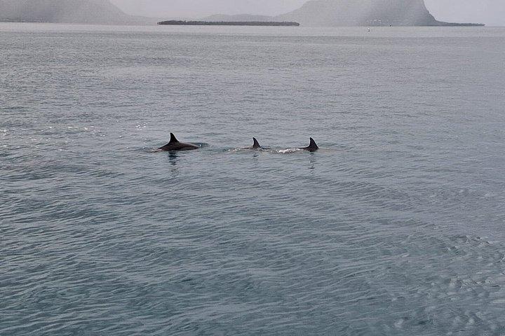 Whale and Dolphin Watching Private Boat Tour from Mauritius