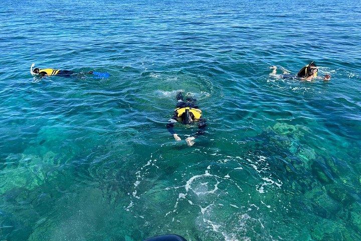 Dolphins Encounter and Whale Watching