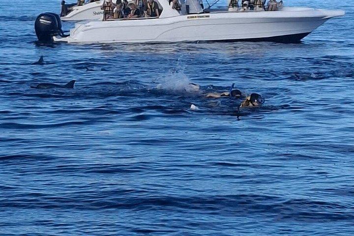Whale and Dolphin Watching Private Boat Tour from Mauritius
