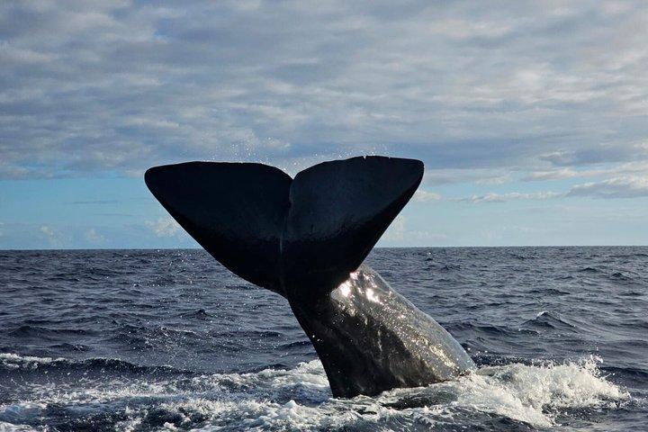 Whale watching