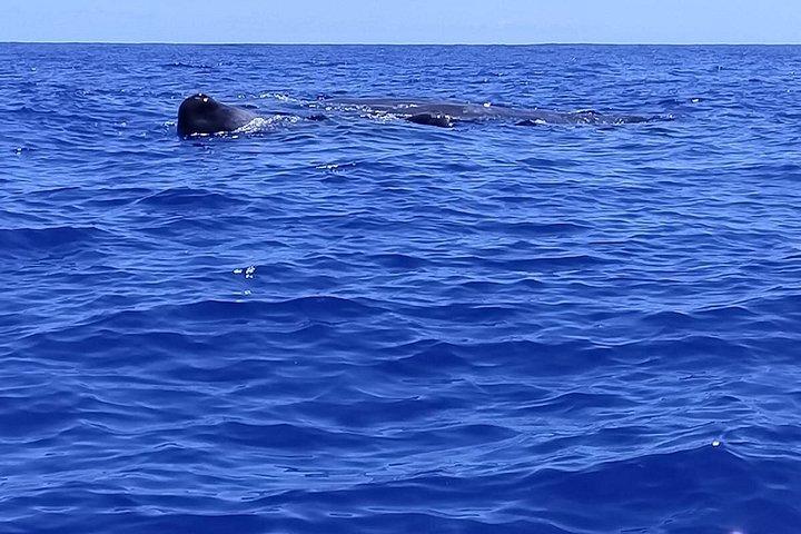Whale watching