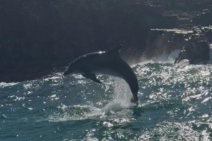 ヌーサ・ホエールウォッチングクルーズ–ザトウクジラアドベンチャー