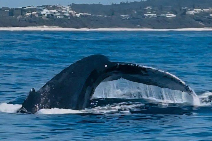ヌーサ・ホエールウォッチングクルーズ–ザトウクジラアドベンチャー