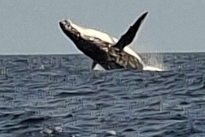 ヌーサ・ホエールウォッチングクルーズ–ザトウクジラアドベンチャー