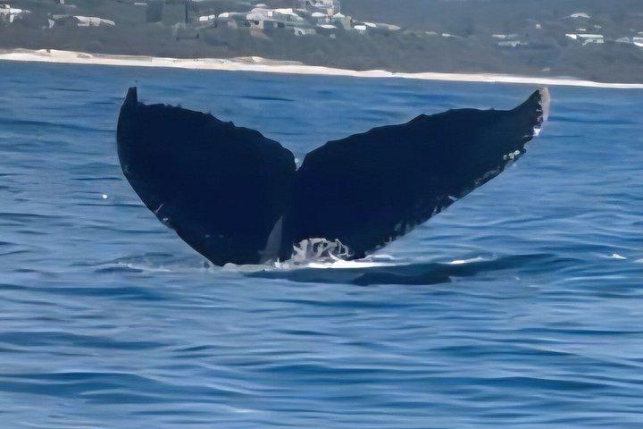 ヌーサ・ホエールウォッチングクルーズ–ザトウクジラアドベンチャー