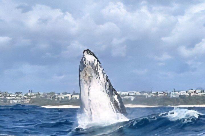 ヌーサ・ホエールウォッチングクルーズ–ザトウクジラアドベンチャー