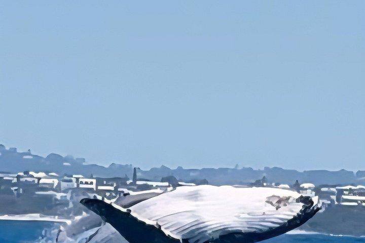 ヌーサ・ホエールウォッチングクルーズ–ザトウクジラアドベンチャー