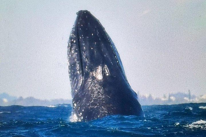 ヌーサ・ホエールウォッチングクルーズ–ザトウクジラアドベンチャー