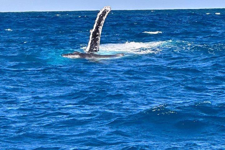 ヌーサ・ホエールウォッチングクルーズ–ザトウクジラアドベンチャー