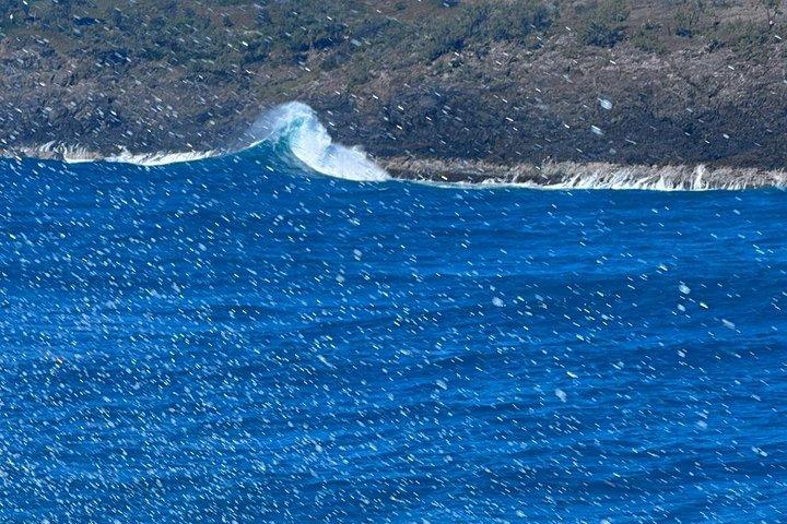 ヌーサ・ホエールウォッチングクルーズ–ザトウクジラアドベンチャー