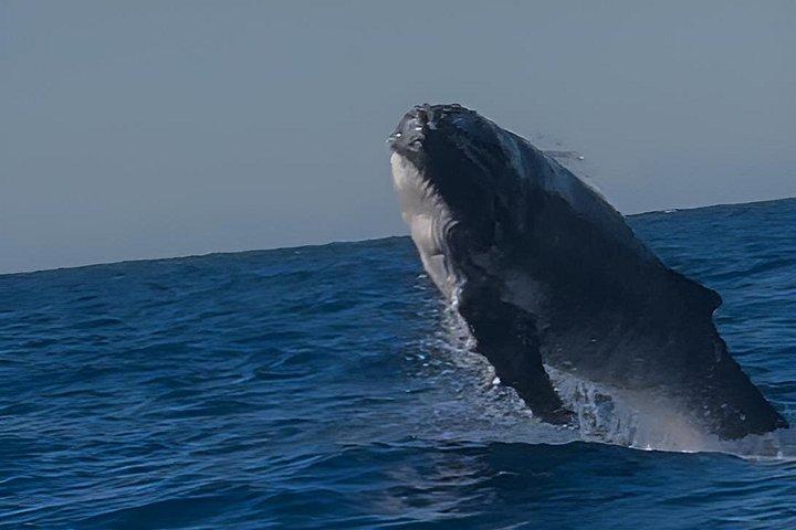 ヌーサ・ホエールウォッチングクルーズ–ザトウクジラアドベンチャー