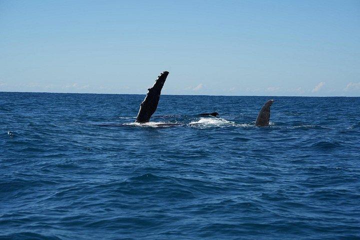 ヌーサ・ホエールウォッチングクルーズ–ザトウクジラアドベンチャー