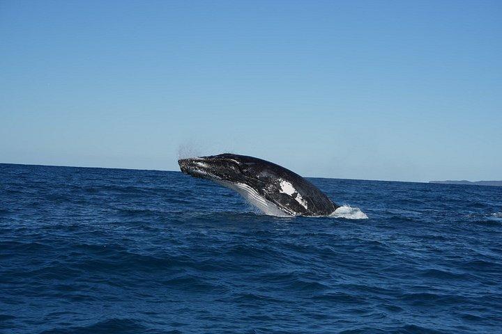 ヌーサ・ホエールウォッチングクルーズ–ザトウクジラアドベンチャー