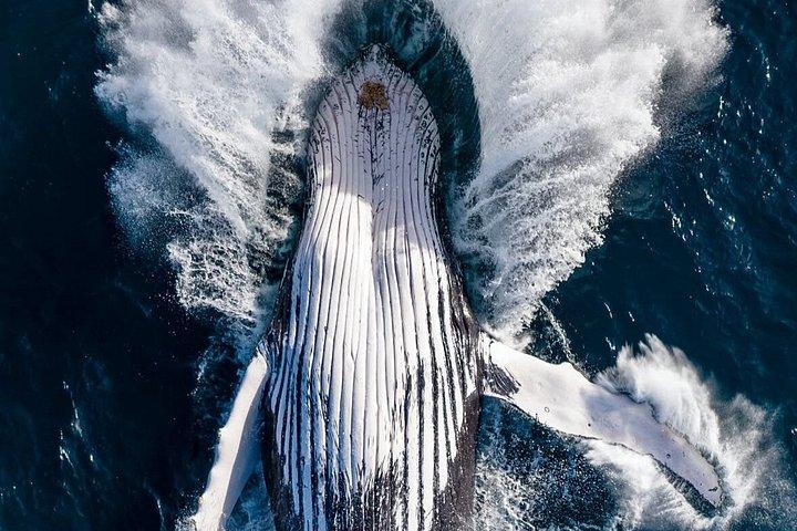 ヌーサ・ホエールウォッチングクルーズ–ザトウクジラアドベンチャー
