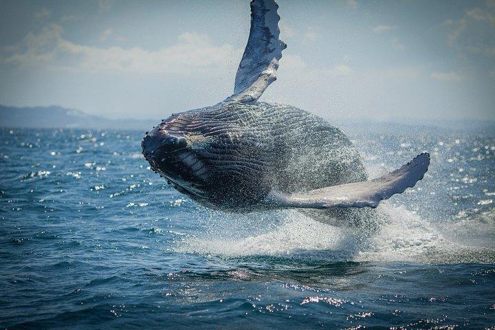 ヌーサ・ホエールウォッチングクルーズ–ザトウクジラアドベンチャー