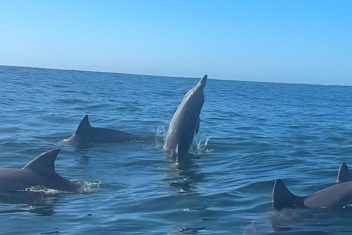 ヌーサ・ホエールウォッチングクルーズ–ザトウクジラアドベンチャー