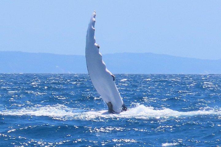ヌーサ・ホエールウォッチングクルーズ–ザトウクジラアドベンチャー