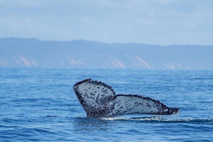 ヌーサ・ホエールウォッチングクルーズ–ザトウクジラアドベンチャー