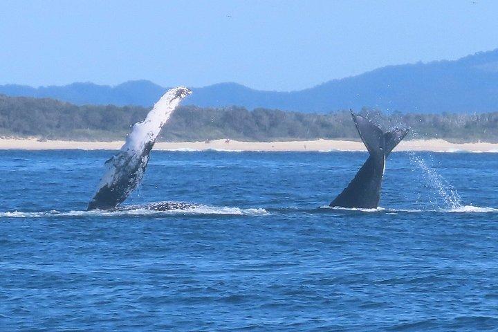 ヌーサ・ホエールウォッチングクルーズ–ザトウクジラアドベンチャー
