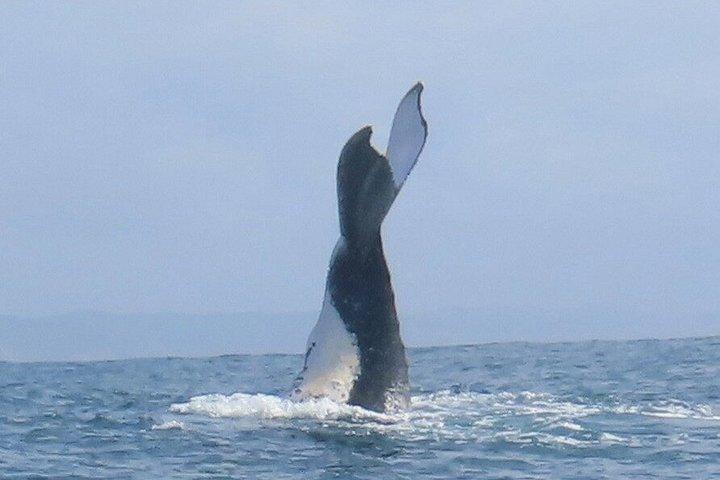 ヌーサ・ホエールウォッチングクルーズ–ザトウクジラアドベンチャー