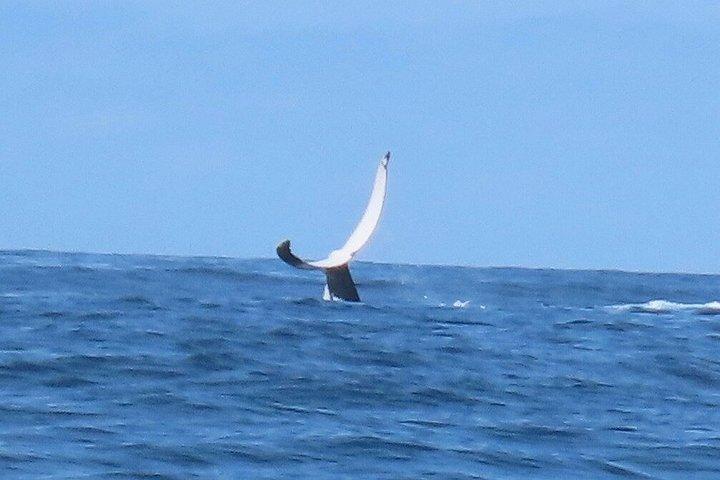 ヌーサ・ホエールウォッチングクルーズ–ザトウクジラアドベンチャー