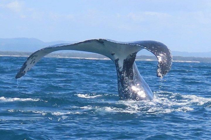 ヌーサ・ホエールウォッチングクルーズ–ザトウクジラアドベンチャー