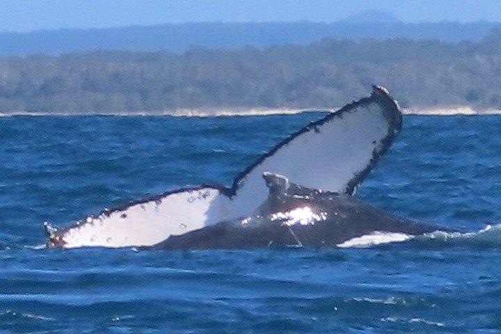 ヌーサ・ホエールウォッチングクルーズ–ザトウクジラアドベンチャー