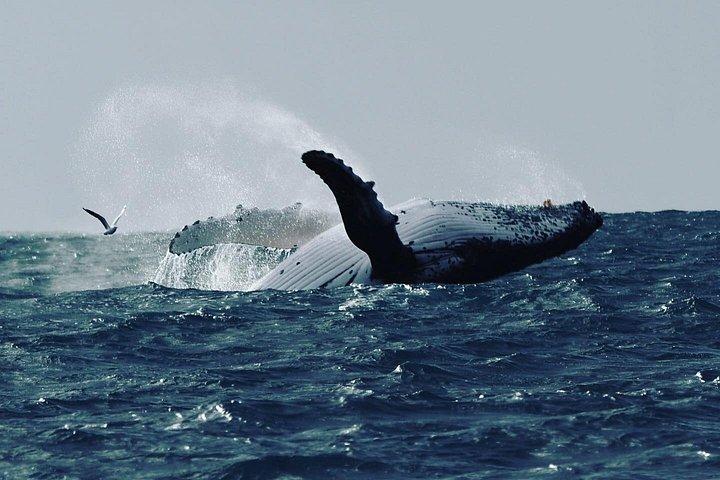 ヌーサ・ホエールウォッチングクルーズ–ザトウクジラアドベンチャー