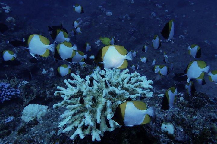 【沖縄・石垣島】夜光虫を見に行こう！ナイトシュノーケリングツアー