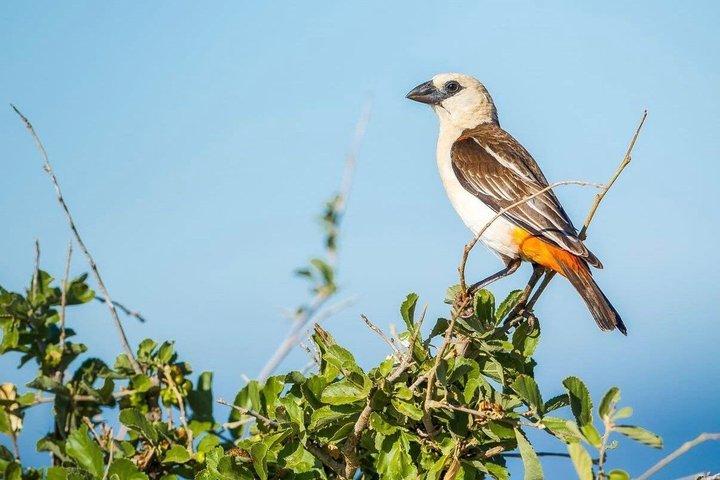 ナイロビ発：3泊4日マサイマラ湖ナクルサファリ